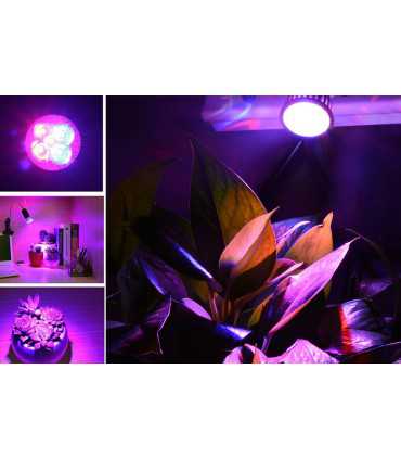 Lemputė LED E27 230V 15W 5x3W augalų auginimui, Raudona + Mėlyna, su lęšiu